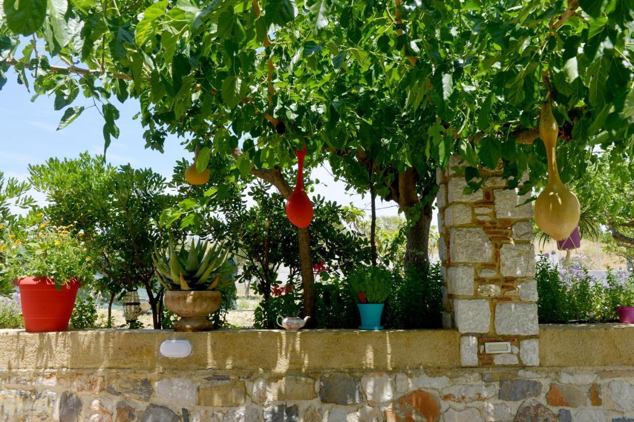 Athina's In Olive Grove *