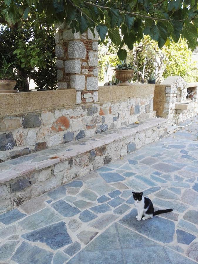 Athina's In Olive Grove
