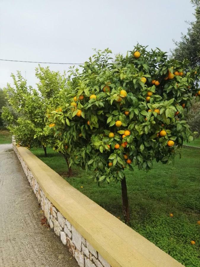 Athina's In Olive Grove Apartment Faliraki